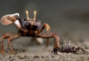 Epic Battle