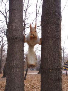 Ninja Squirrel